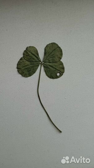 Продам клевер 2, 4,5 листный уже высушенный