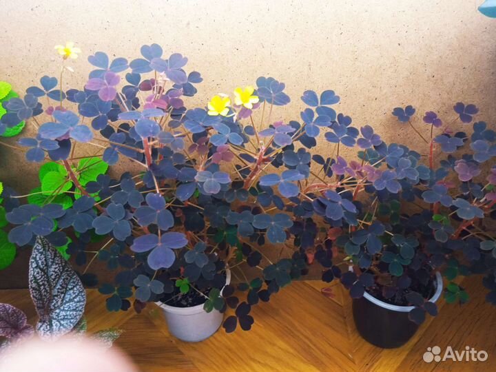 Оксалисы,Плектрантусы и др