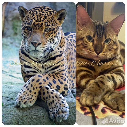 Элитные котята