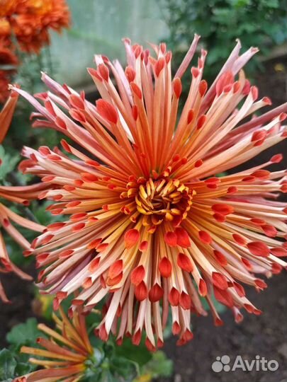 Хризантемы