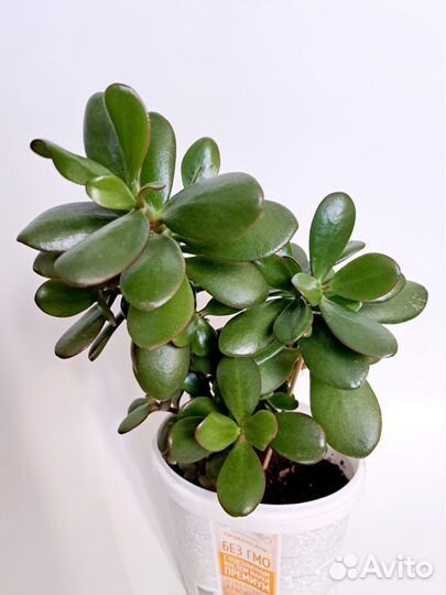 Толстянка, денежное дерево, красула