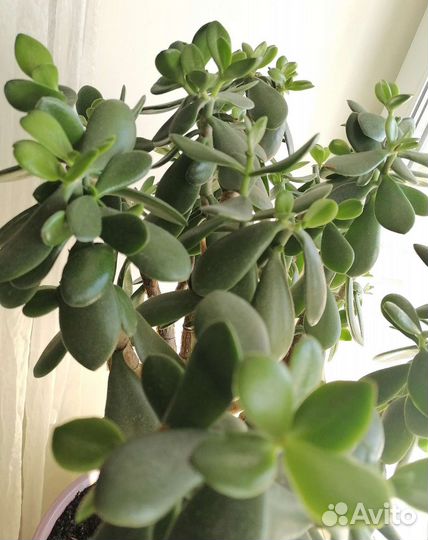 Большое денежное дерево с горшком