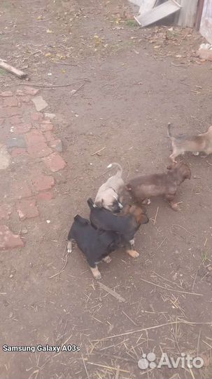 Отдам щенка в добрые руки