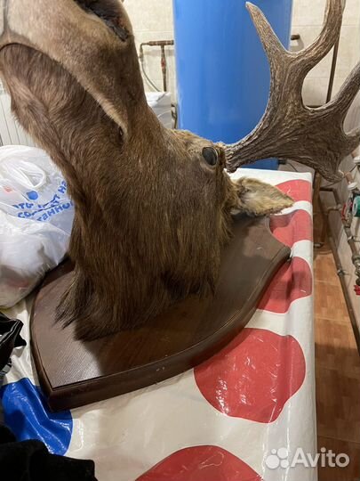 Чучело лося голова лося