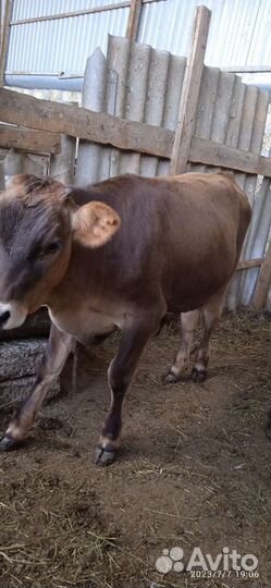 Продаются бычок и тёлочка