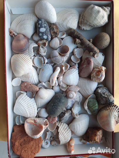 Камушки морские ракушки поделки в детский сад