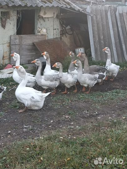 Холмогорские гуси