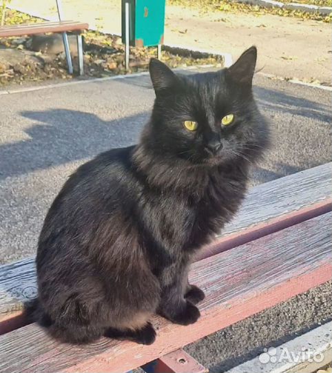Кот ищет дом