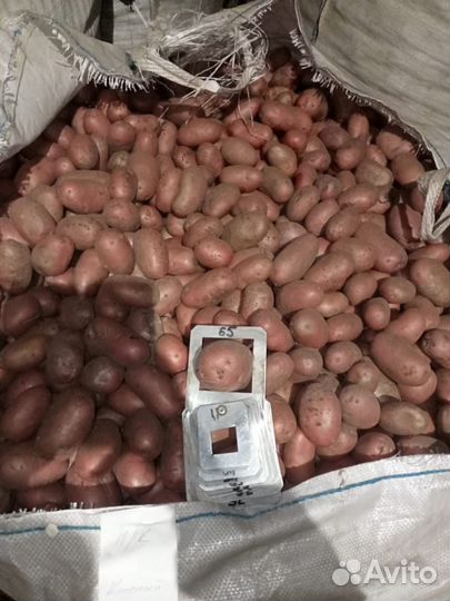Продам картофель