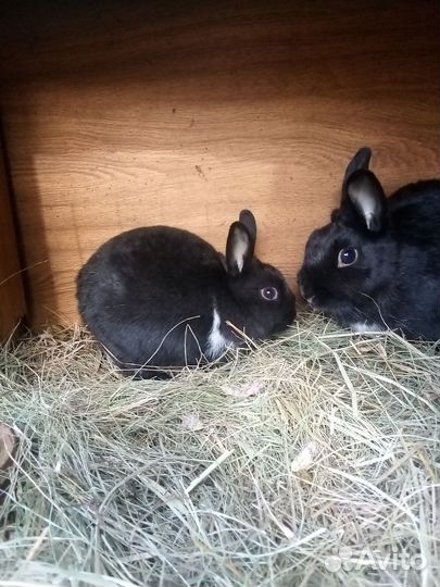 Декоративные кролики