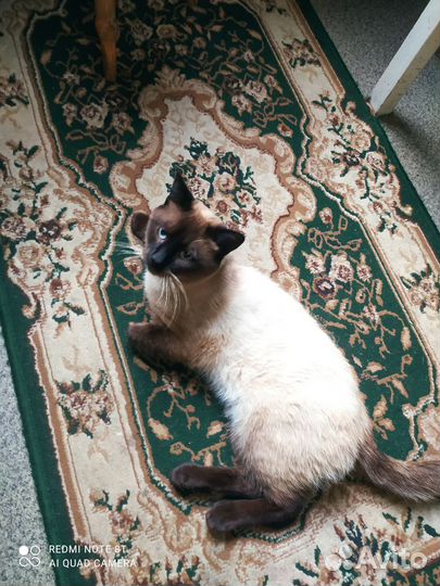 Котята сиамские