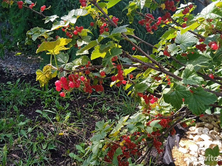 Свежая ягода