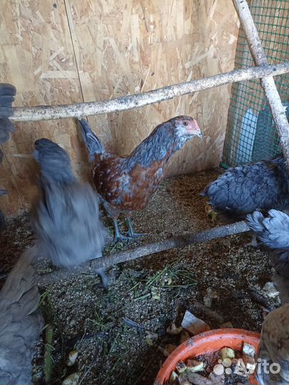 Молодые петушки