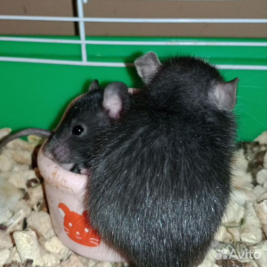 Крысята от заводчика, сатиновые, дамбо