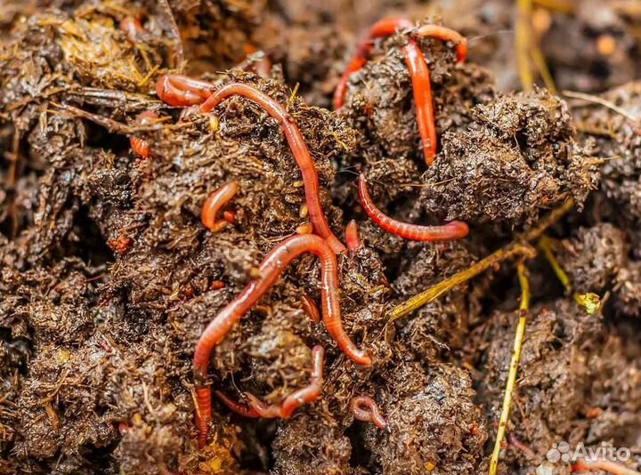 Калифорнийский червь