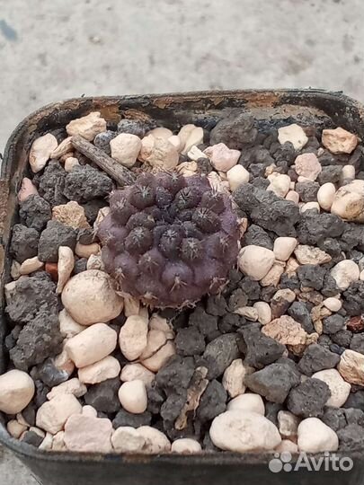 Разные суккуленты