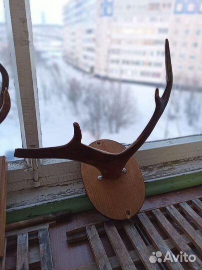 Рога оленя