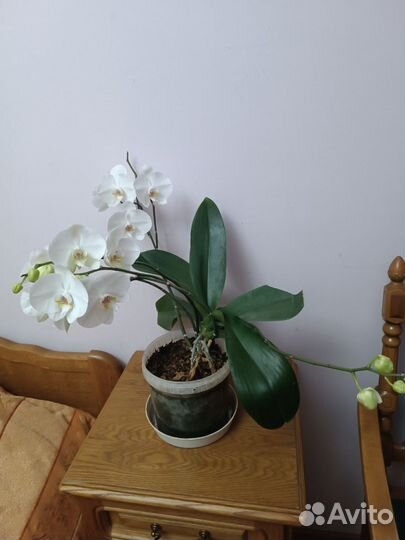 Орхидея фаленопсис
