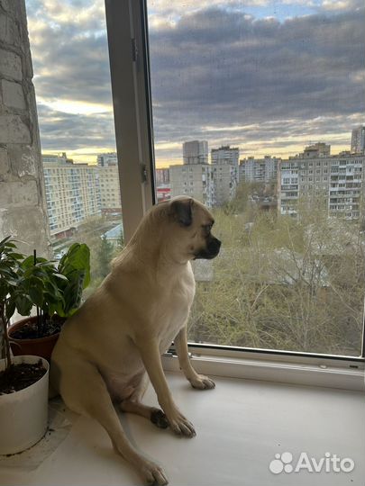 Передержка: Собака смесь мопса