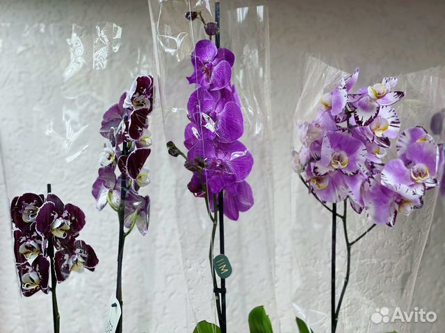 Орхидеи на 1 цветонос
