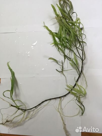 Аквариумные растения продам