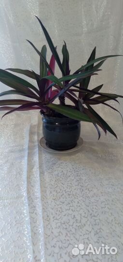 Традесканция разноцветная