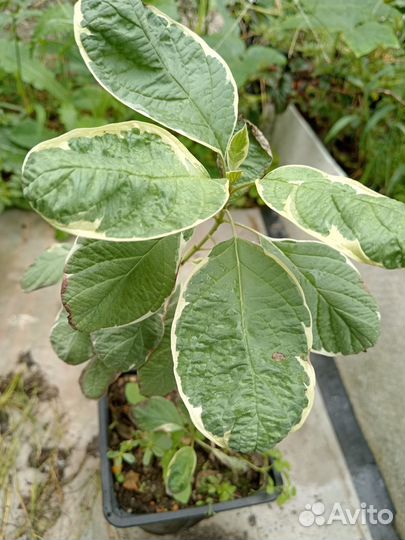 Бересклет, дерен, пузыреплодник, сосна Мугус