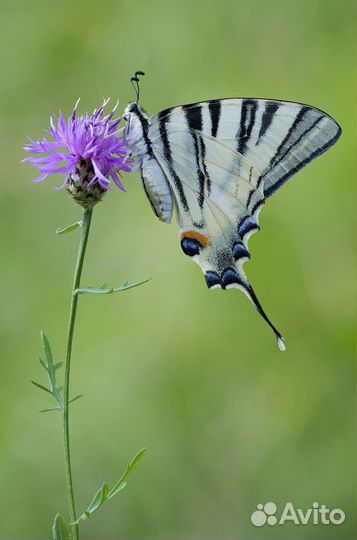 Детская Миниферма Тропических Бабочек ф/б-106