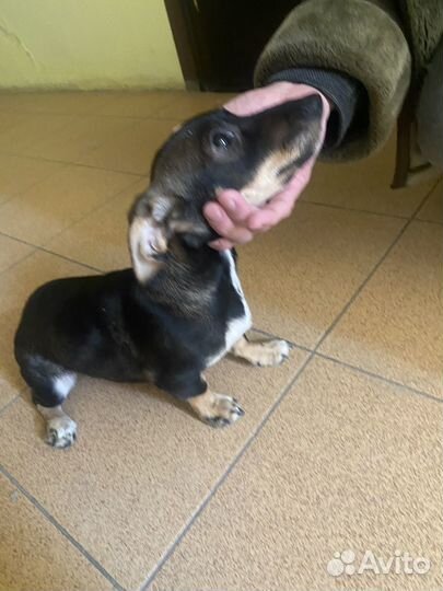 Щенки таксы