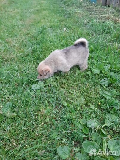 Продам щенка западно-сибирской лайки