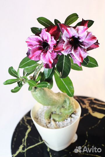 Адениум цветущий