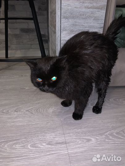 Кот