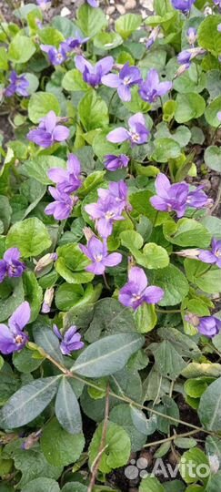 Фиалка садовая