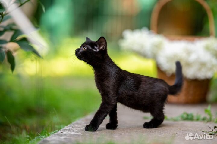 Котенок в добрые руки