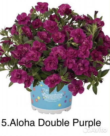 Калибрахоа вегетативная