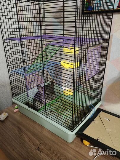 Шиншилла девочка