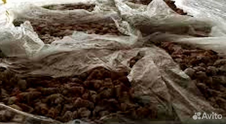 Сердце куриное