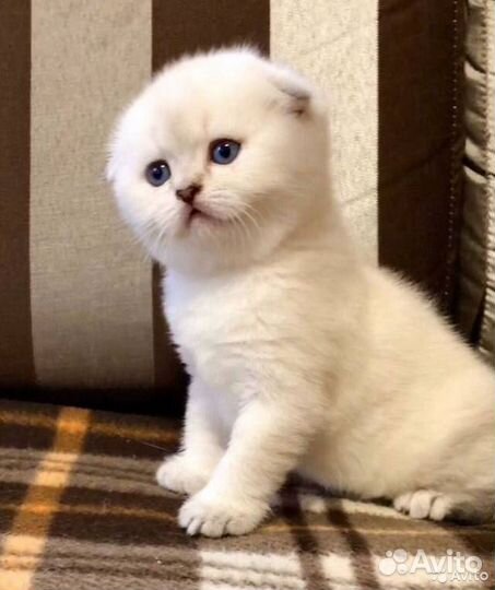 Вислоухие и прямоухие котята