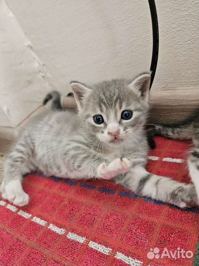 Котята 1 месяц