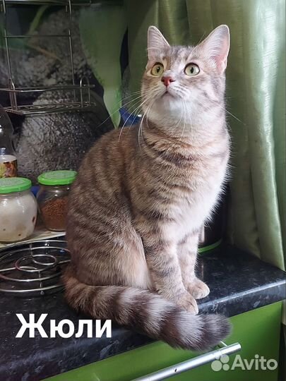 Кошечки в добрые руки