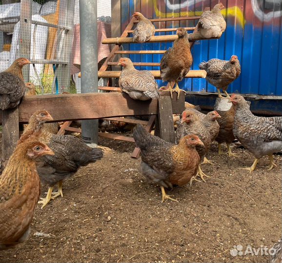 Петухи Билефельдер 4 месяца