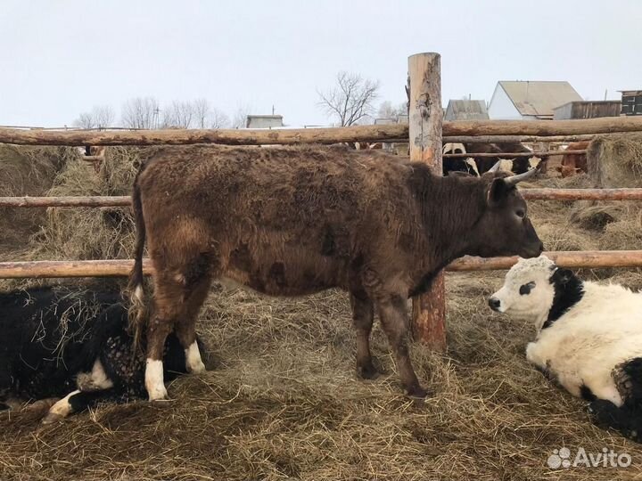 Продам коров