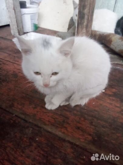Кошка в дар бесплатно