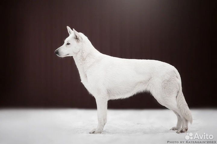 Щенки белой швейцарской овчарки