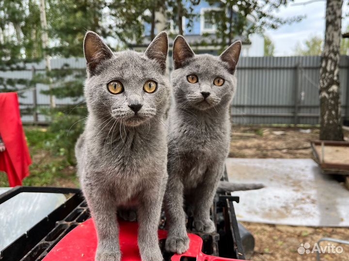 Шотландские котята