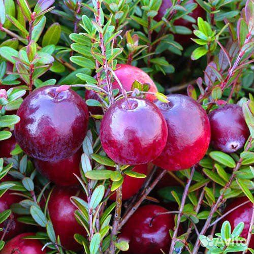 Саженцы клюквы