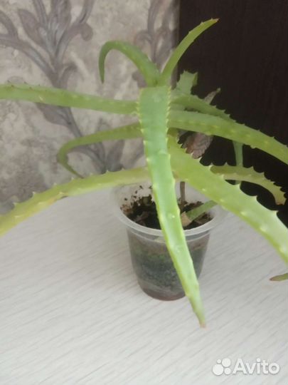 Традесканция рео, алоэ