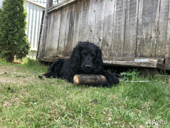 Спаниель.Вязка