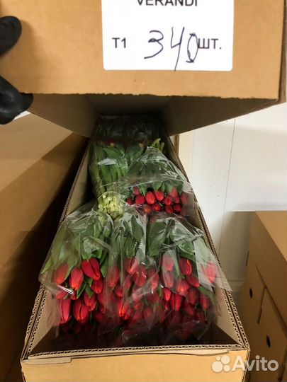 Тюльпаны оптом на 8 марта