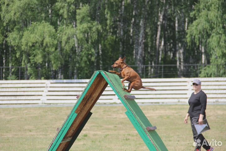 Кинолог для собак разных пород